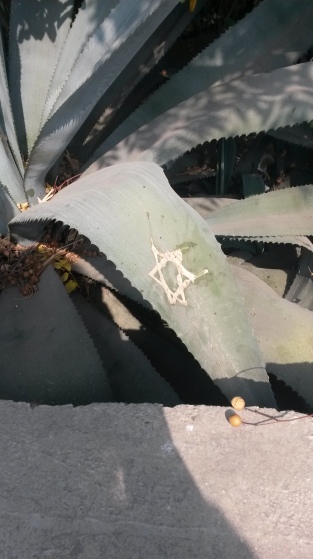 Jewish graffiti on an aloe vera plant!